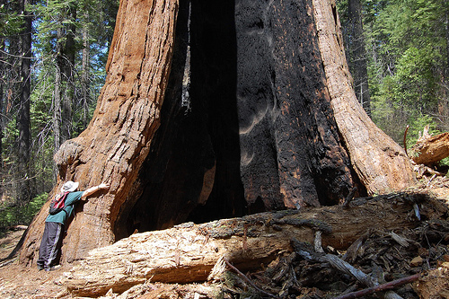Big Trees State Park